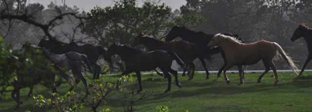 horses running in pasture, Echo Basin Road